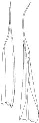 Pseudocrossidium crinitum, perichaetial leaves. Drawn from Australian material H.V. Ratkowsky H 104, HO 303000.
 Image: R.D. Seppelt © R.D.Seppelt All rights reserved